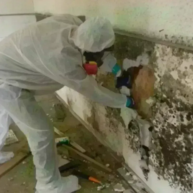 Mold Remediation and Removal in Linden, CA